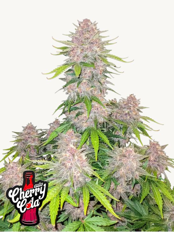 Cherry Cola Auto - 420Fastbuds - 3 Seeds