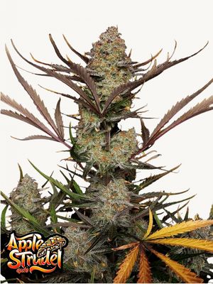 Apple Strudel Auto™ - 420Fastbuds - 3 Seeds Apple Strudel Auto™ - 420Fastbuds - 3 Seeds
