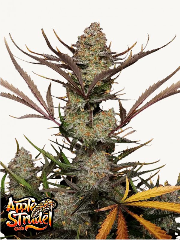 Apple Strudel Auto™ - 420Fastbuds - 3 Seeds