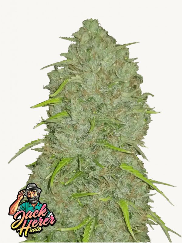 Jack Herer Auto - 420Fastbuds - 3 Seeds