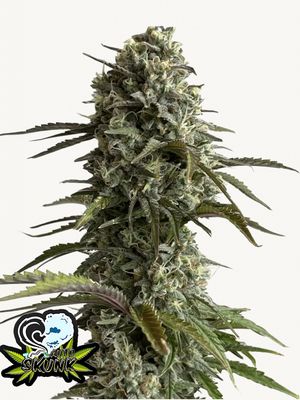Skunk Auto - 420Fastbuds - 3 Seeds