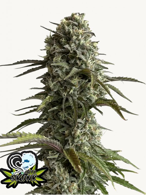 Skunk Auto - 420Fastbuds - 3 Seeds