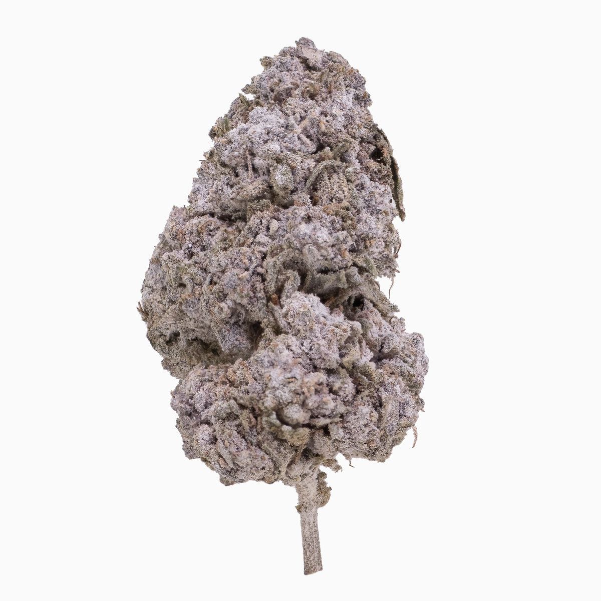 Purple Candy 24% Snow Buds "Frau Knolle" pro Gramm