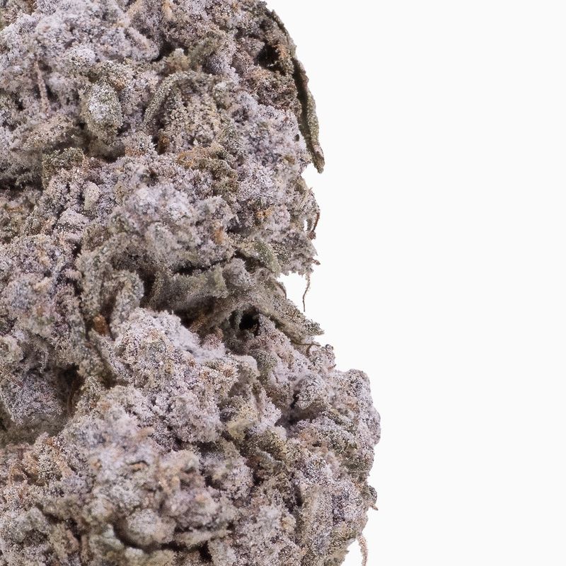 Purple Candy 24% Snow Buds "Frau Knolle" pro Gramm