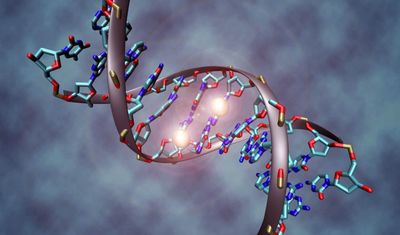 Methylation Support