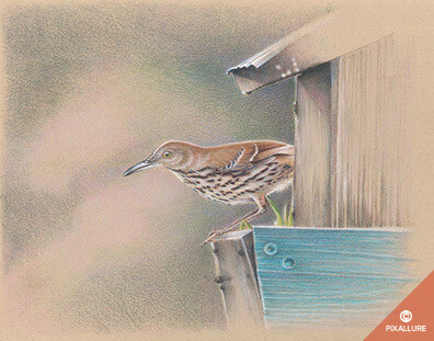 Brown Thrasher Bird Print