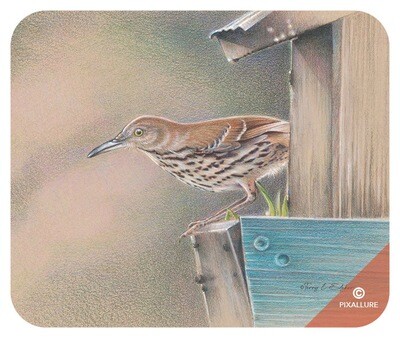 Brown Thrasher Mouse Pad