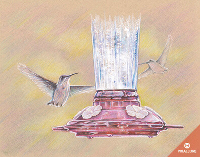 Hummingbirds Print