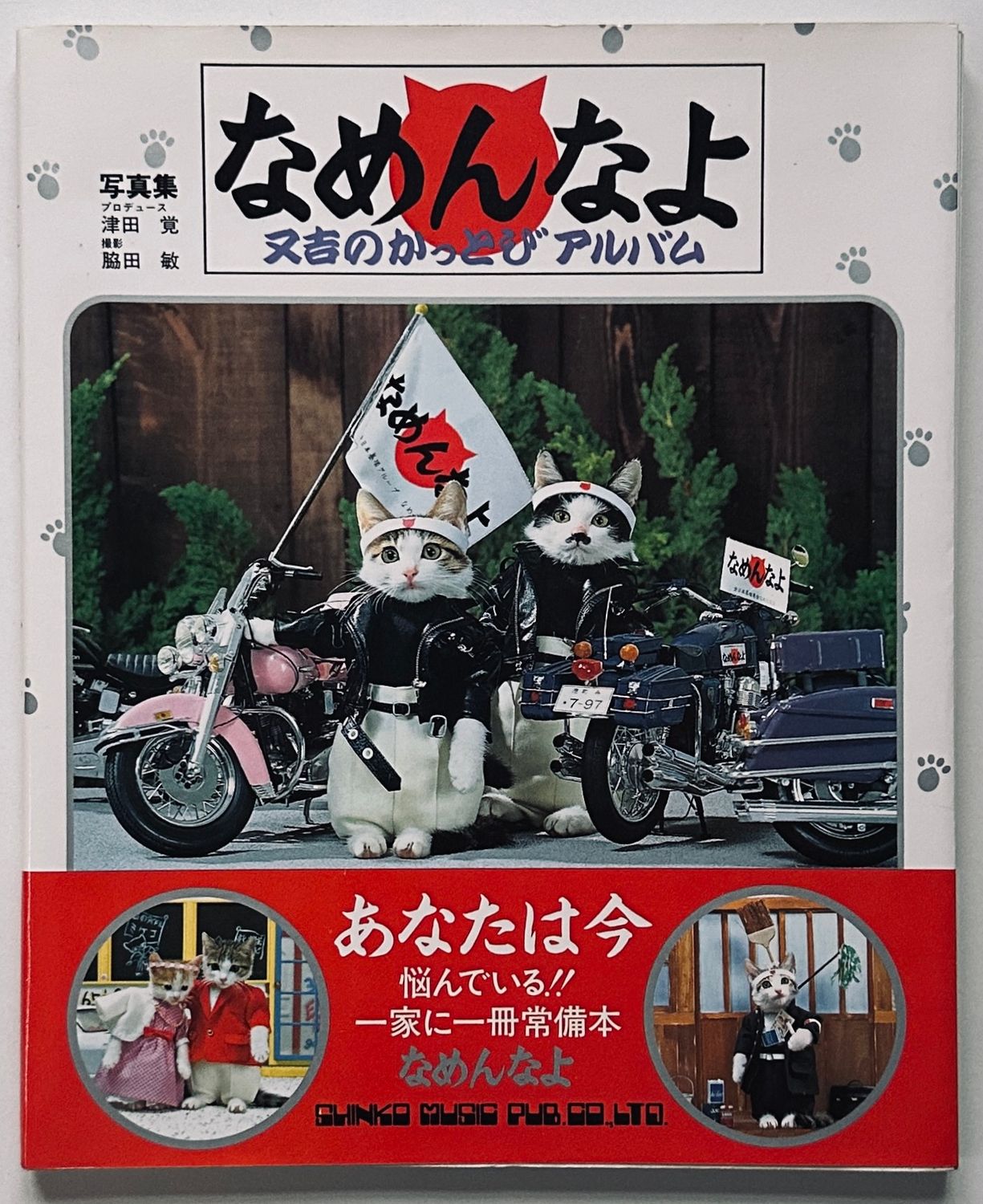 I'm Sorry Cats I'm Sorry Cats