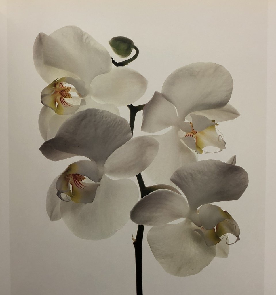 Flowers Irving Penn Flowers Irving Penn