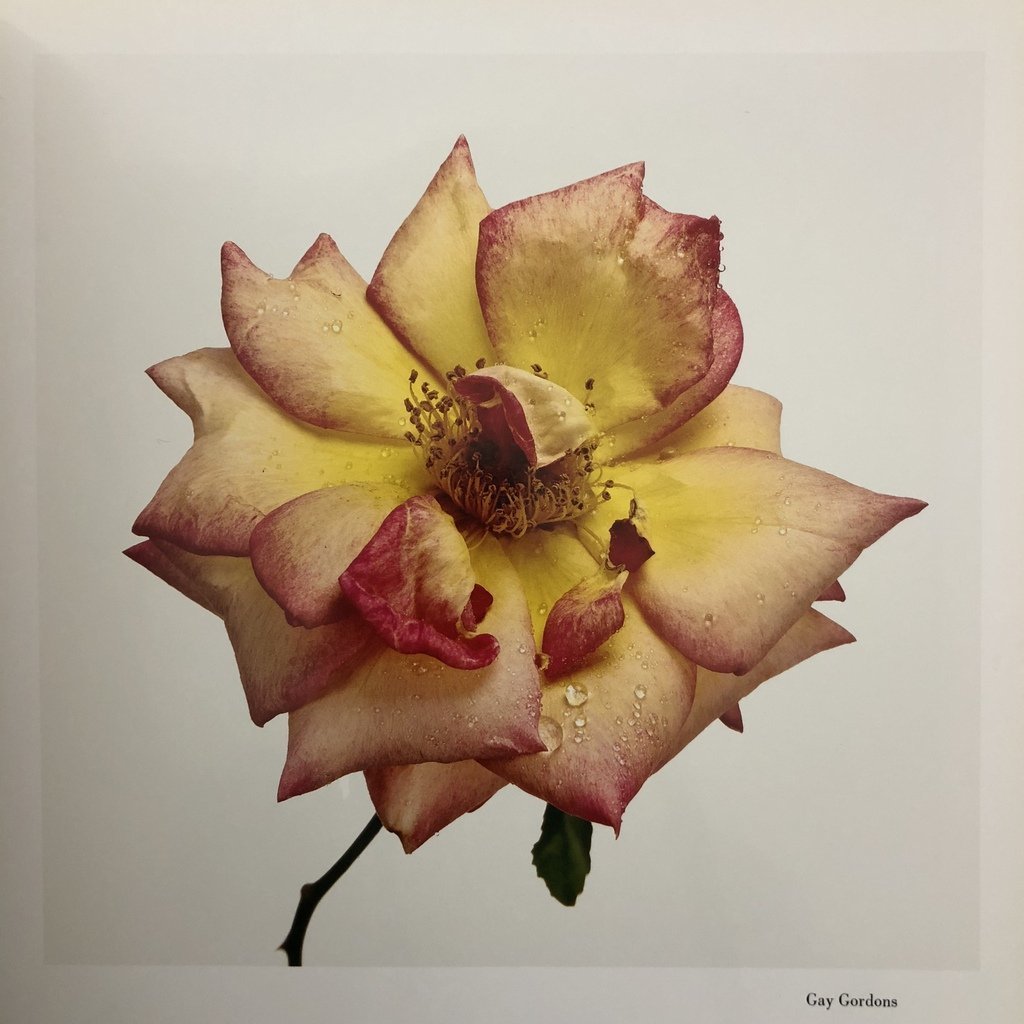 Flowers Irving Penn Flowers Irving Penn
