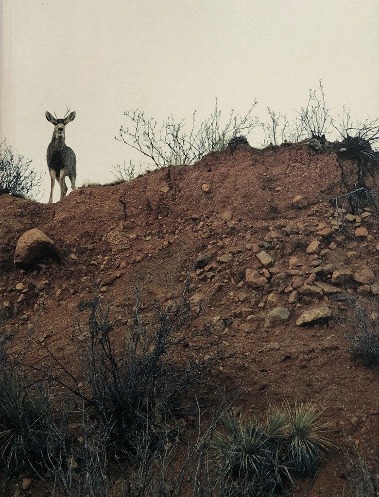 [SIGNED] PETER SUTHERLAND BUCK SHOTS