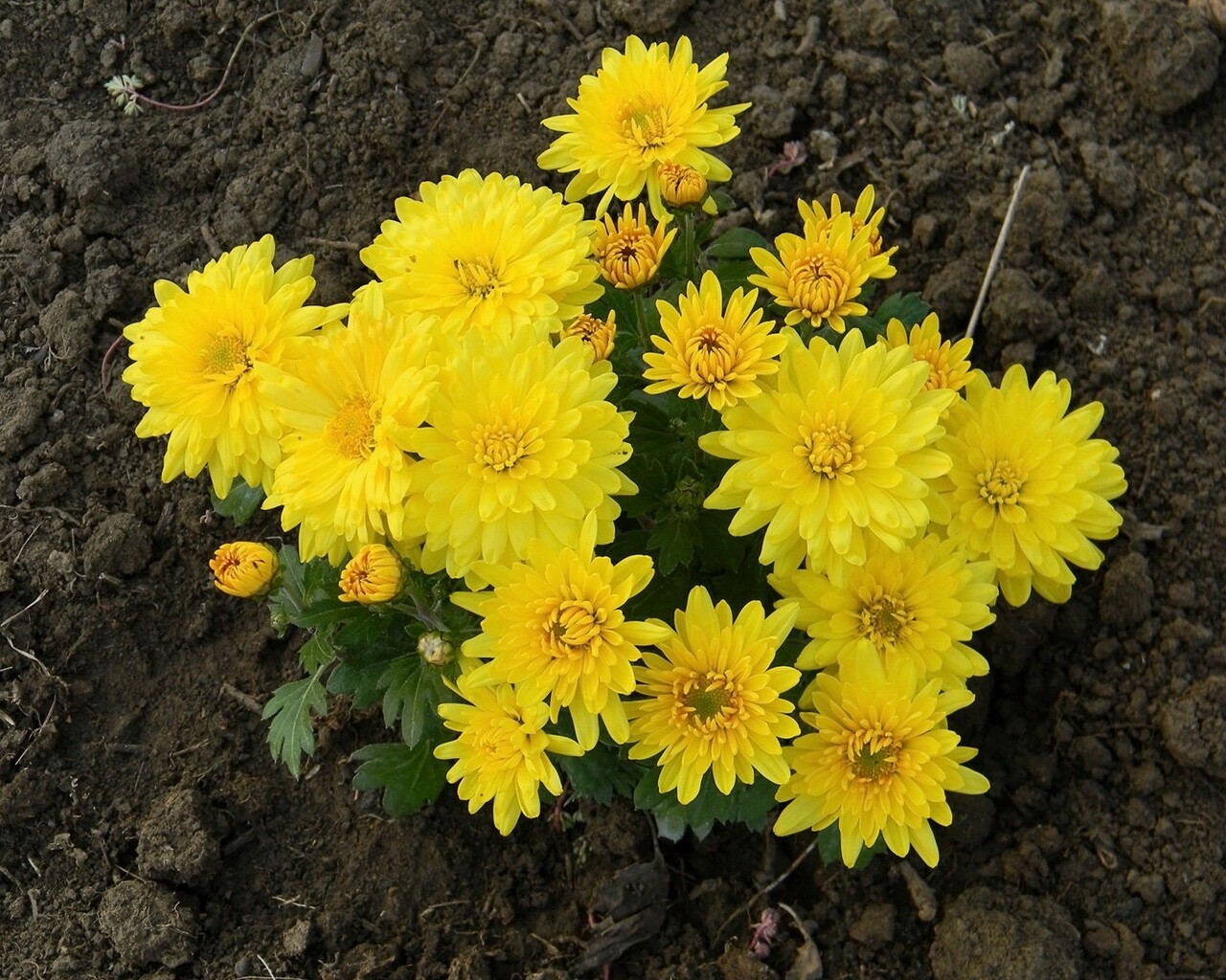 Yellow Chrysanthemums