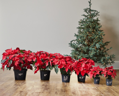 6"  RED POINSETTIA