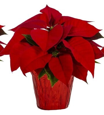 6"  RED POINSETTIA