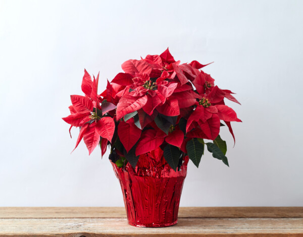 8"   POINSETTIA