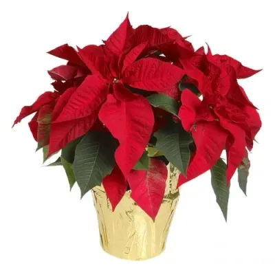 10" RED POINSETTIA