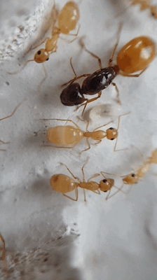 Camponotus fedtschenkoi