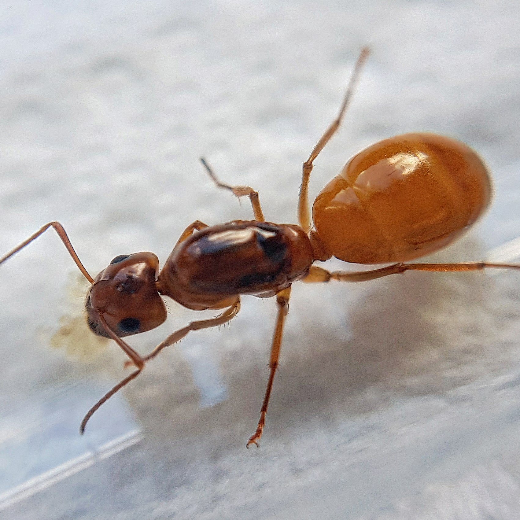 Camponotus fedtschenkoi