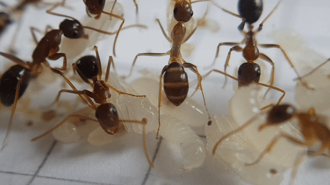 Camponotus maculatus subnudus