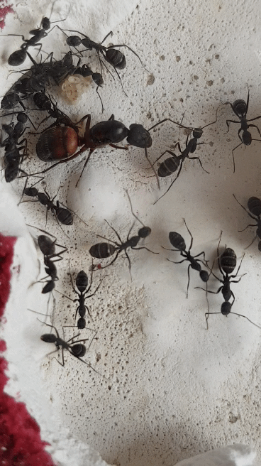 Camponotus cruentatus