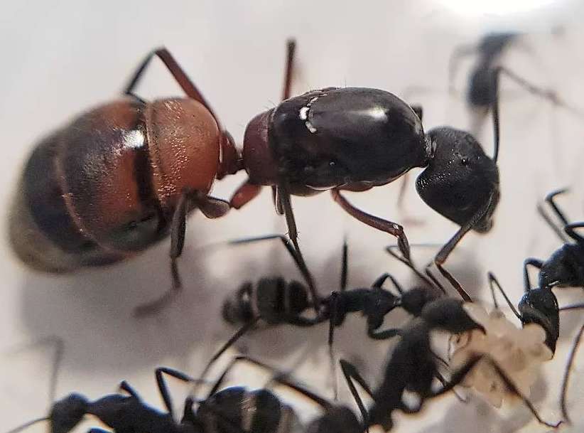 Camponotus cruentatus