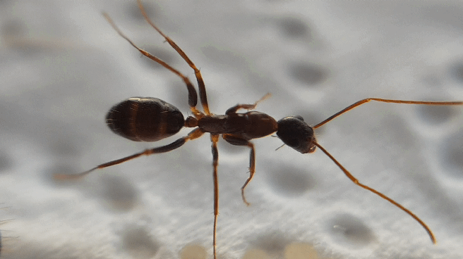 Camponotus barbaricus