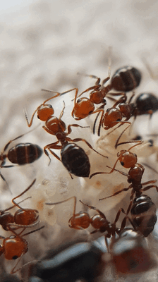 Camponotus lateralis
