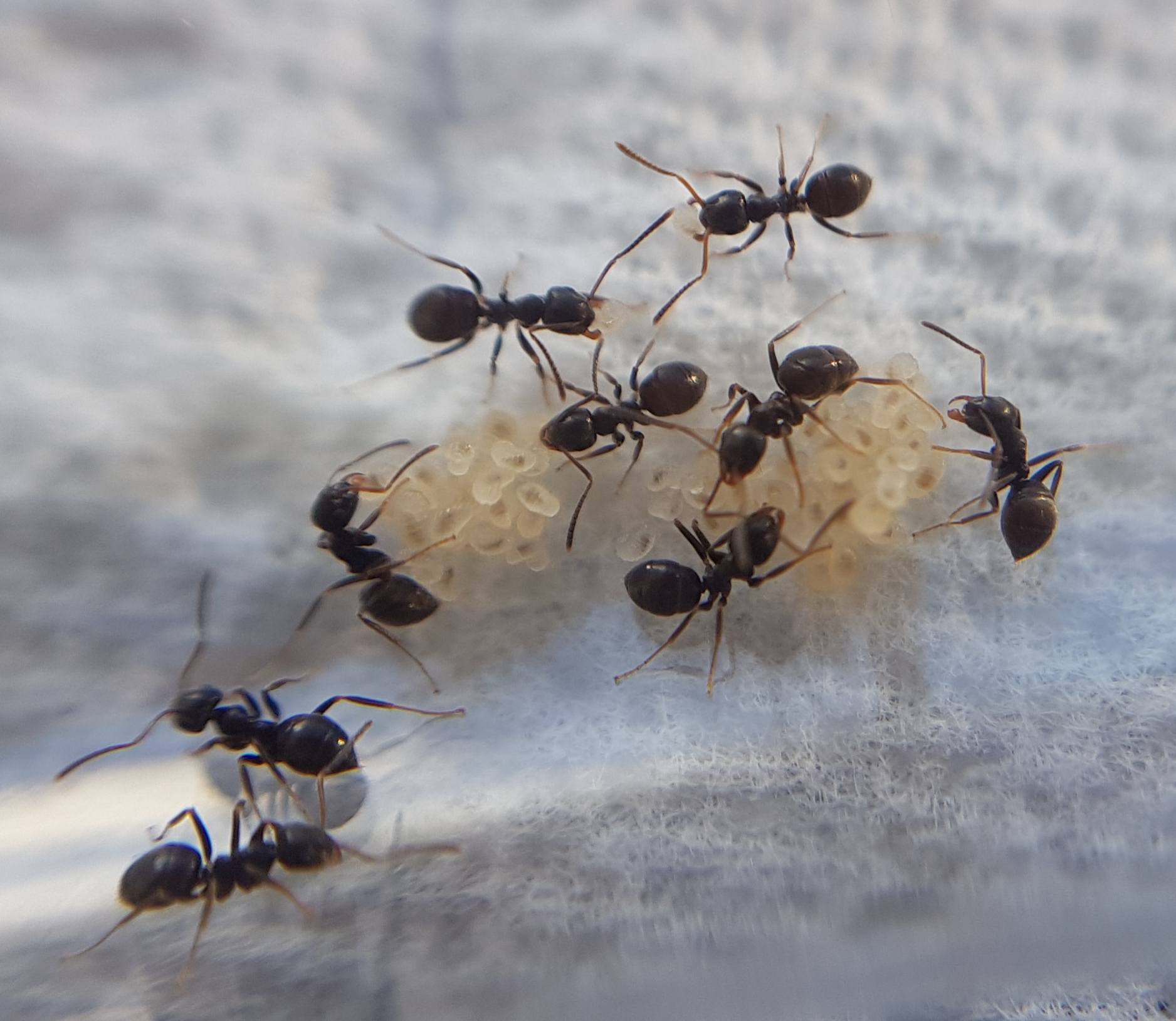 Lasius niger
