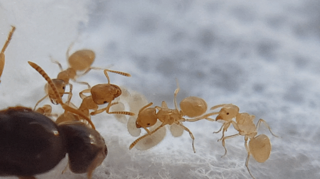 Lasius flavus