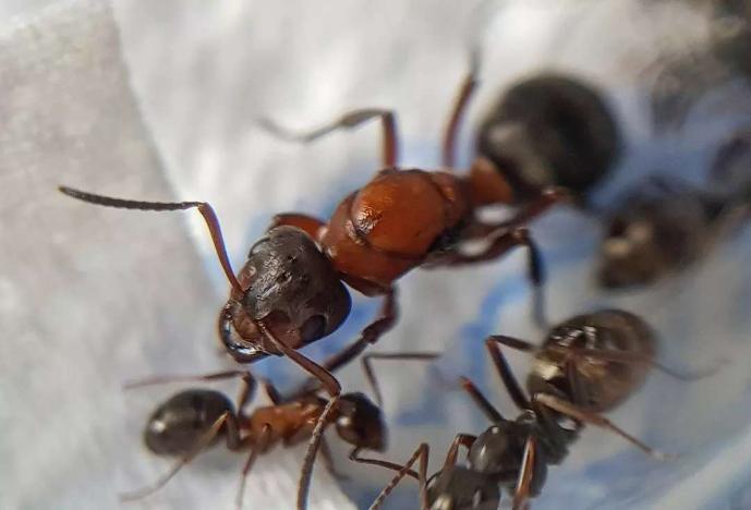 Raptiformica sanguinea