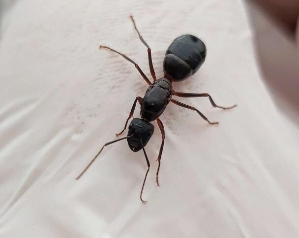 Camponotus barbaricus