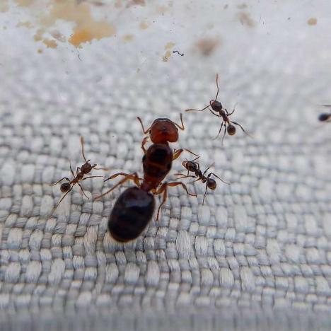 Pheidole pallidula