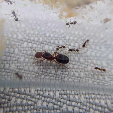Pheidole pallidula