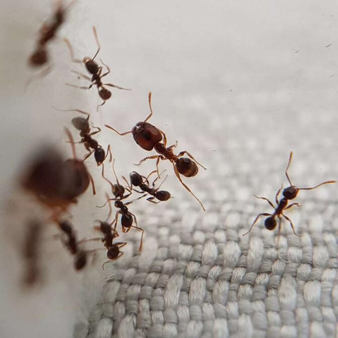 Pheidole pallidula