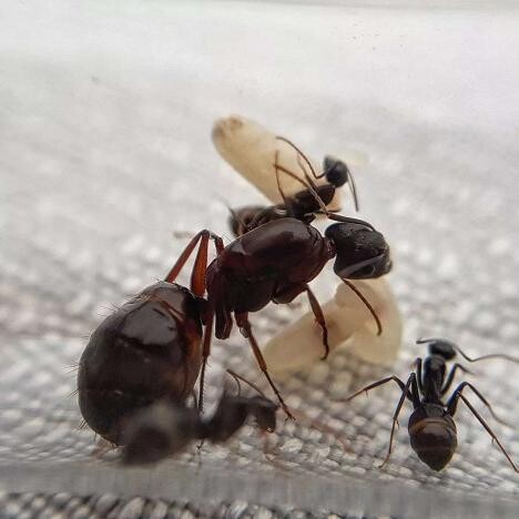 Camponotus sylvaticus