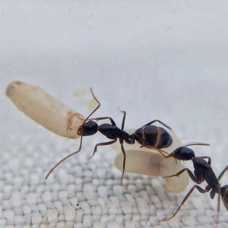 Camponotus sylvaticus