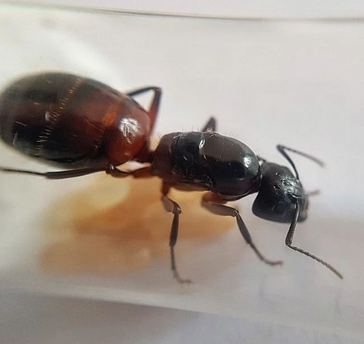 Camponotus ligniperda