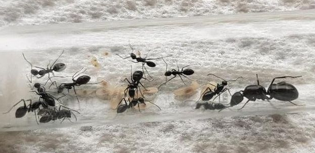 Camponotus aethiops