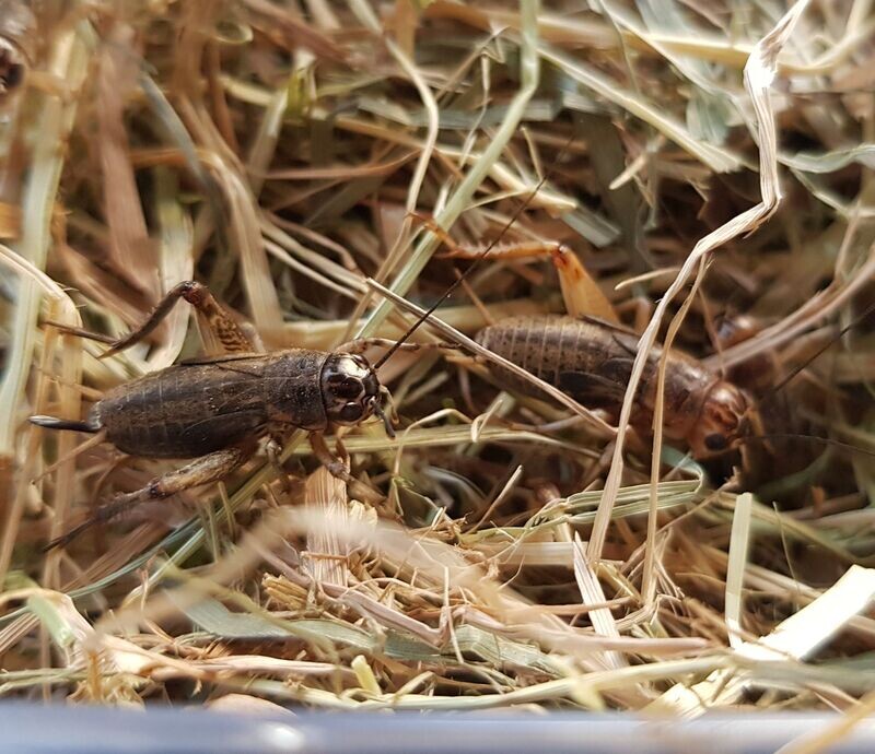 Steppengrillen