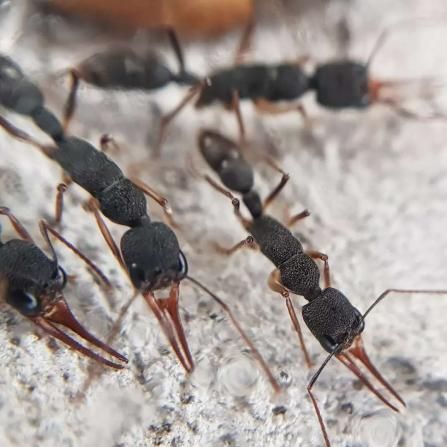 Harpegnathos venator