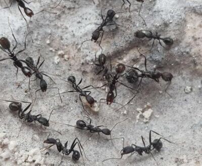 Aphaenogaster iberica