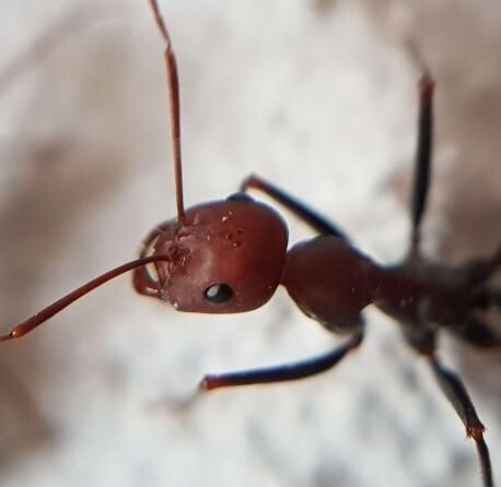 Cataglyphis velox