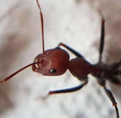 Cataglyphis velox