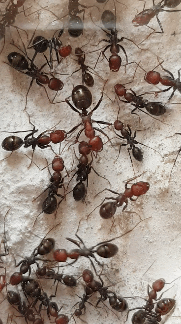 Cataglyphis velox