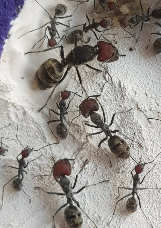 Camponotus singularis