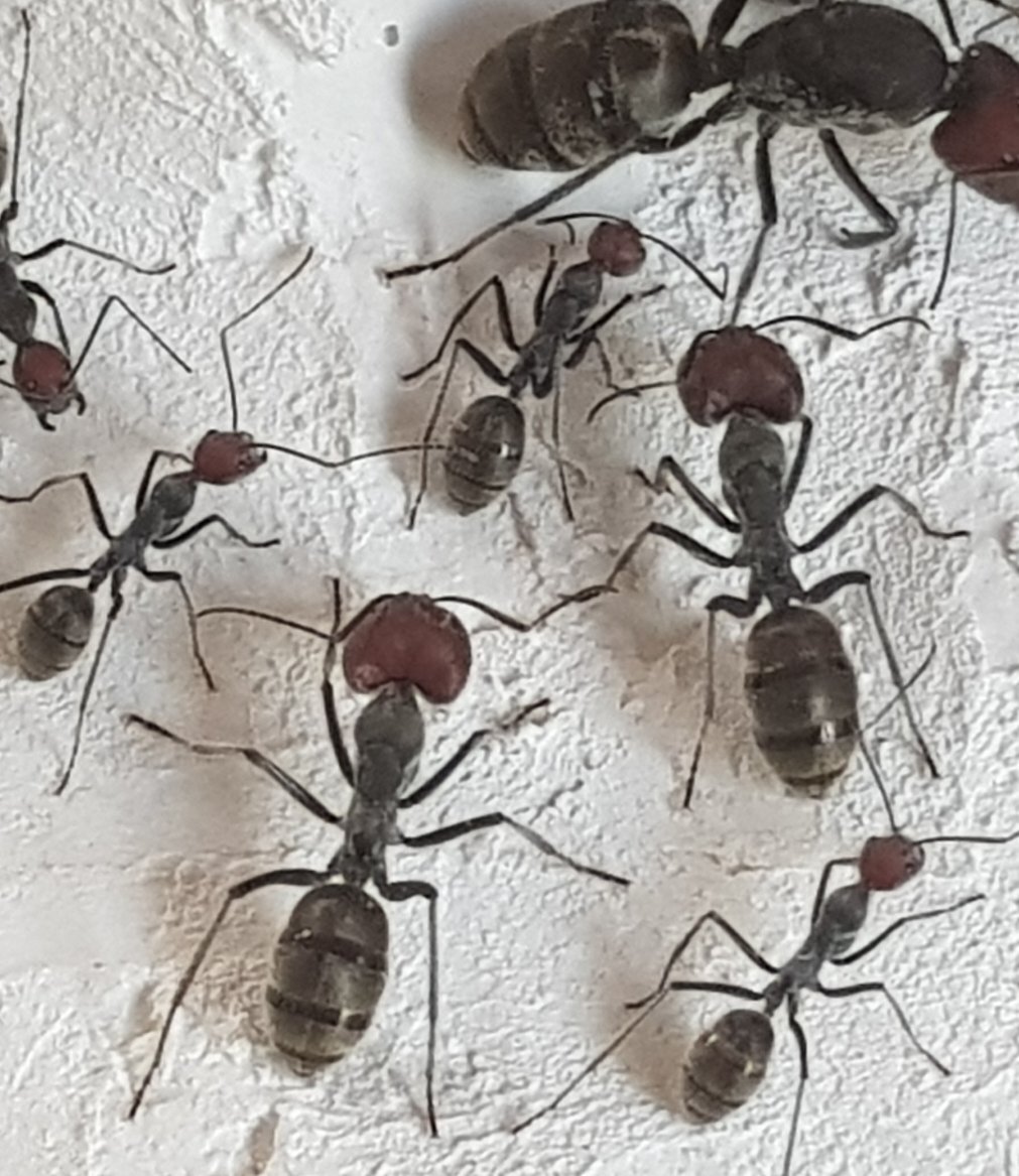Camponotus singularis