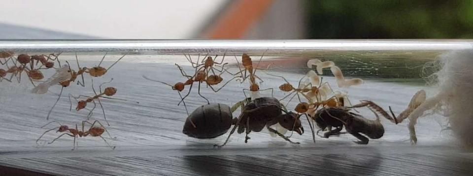 Oecophylla smaragdina