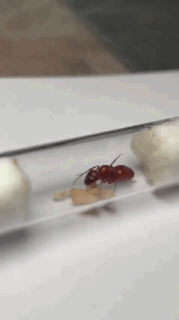 Camponotus castaneus