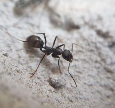 Cataglyphis hispanica
